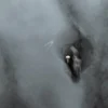 Abstracte vogel