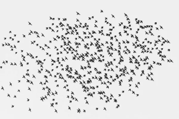 Armada