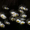 Dansende bloemen