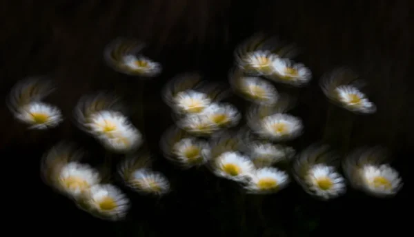 Dansende bloemen