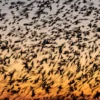 Vurige vogels