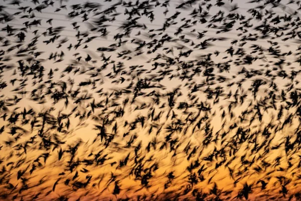 Vurige vogels
