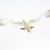 Landing