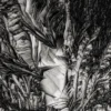 De boom