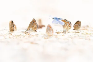 Blauwtjes