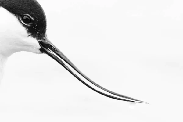 Portret van een kluut