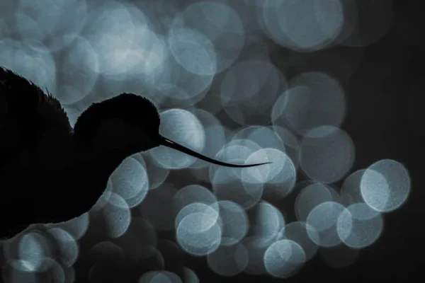 Silhouet van een kluut