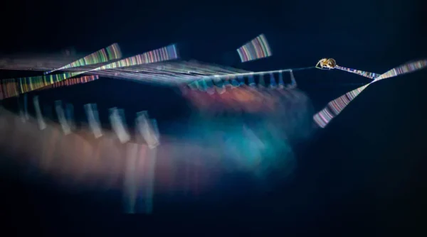 De wereld van een spinnetje