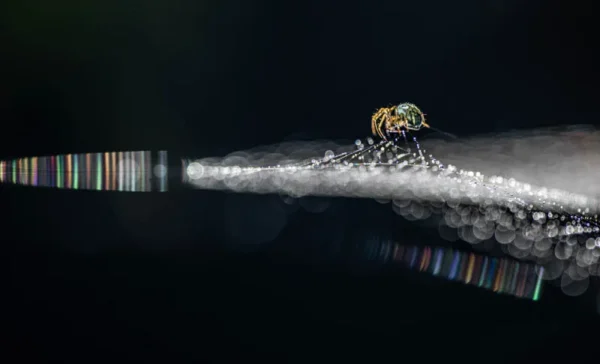 Bubble spin