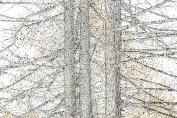 Bomen